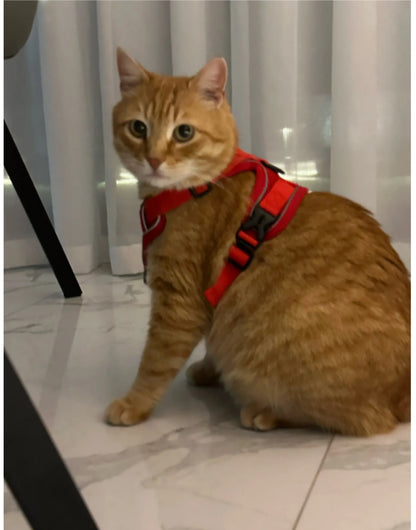 Cat Harness